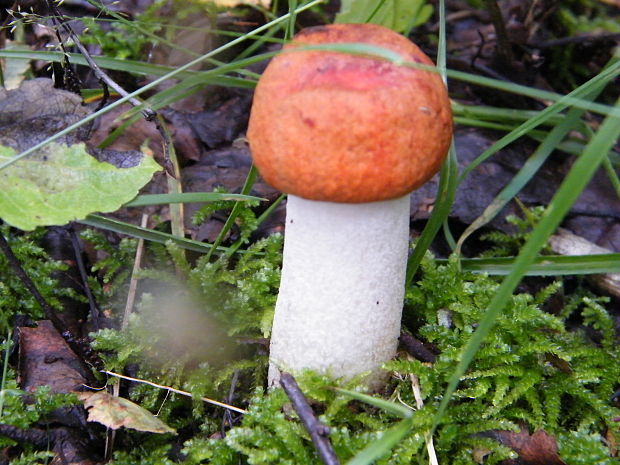 kozák osikový Leccinum albostipitatum den Bakker & Noordel.