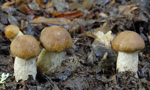 kozák hrabový Leccinum pseudoscabrum (Kallenb.) Šutara