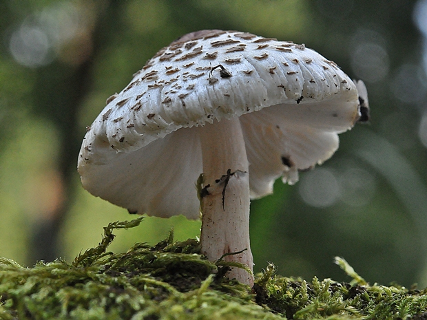 bedlička páchnúca Lepiota cristata Barla