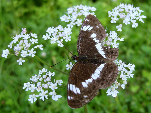 bielopásovec zemolezový  Limenitis camilla (Linnaeus, 1764)