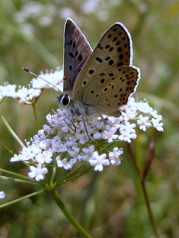 ohniváčik čiernoškvrnný Lycaena tityrus