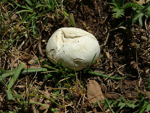 prášnica? Lycoperdon sp.?