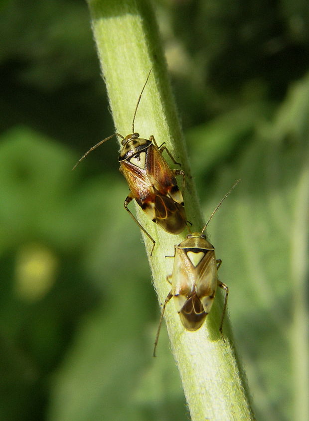 bzdoška Lygus pratensis  Čeľaď Miridae