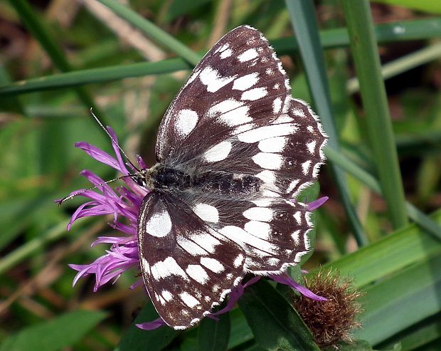 očkáň timotejkový  Melanargia galathea