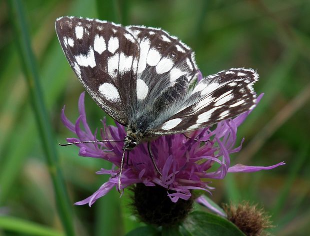 očkáň timotejkový  Melanargia galathea