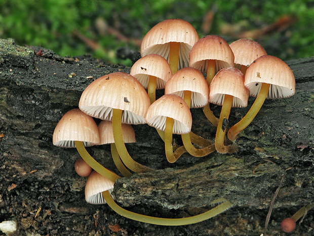 prilbička žltohlúbiková Mycena renati Quél.