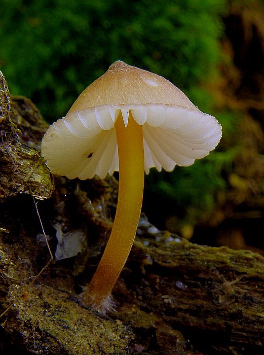 prilbička žltohlúbiková Mycena renati Quél.