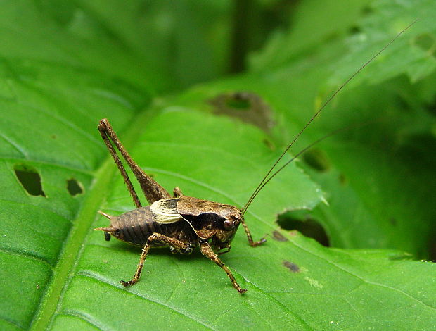 kobylka hnedkastá Pholidoptera griseoaptera