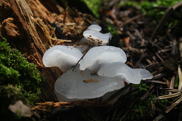 pajelenka želatínová Pseudohydnum gelatinosum (Scop.) P. Karst.