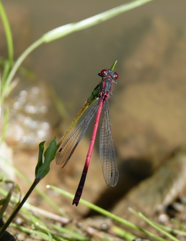 šidielko červené♂  Pyrrhosoma nymphula