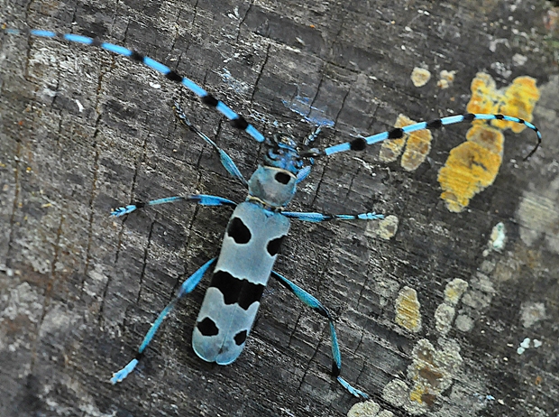 fuzáč alpský Rosalia alpina