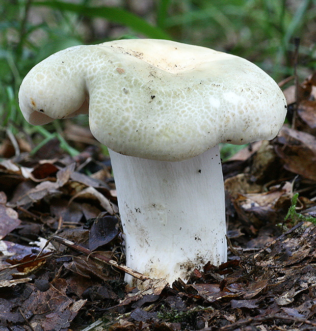 plávka zelenkastá Russula virescens (Schaeff.) Fr.