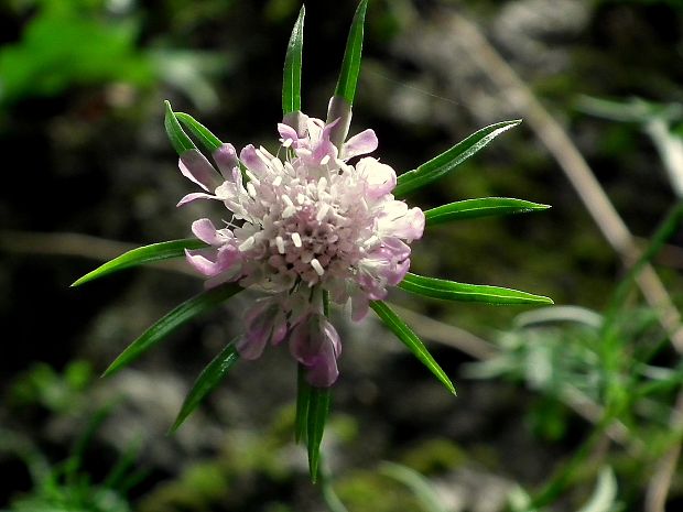 hlaváč lesklý  Scabiosa lucida Vill.