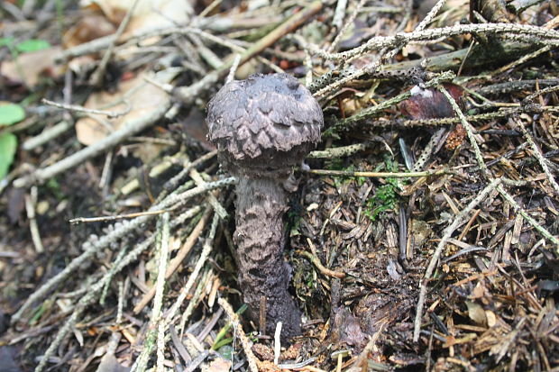 šiškovec šupinatý Strobilomyces strobilaceus (Scop.) Berk.