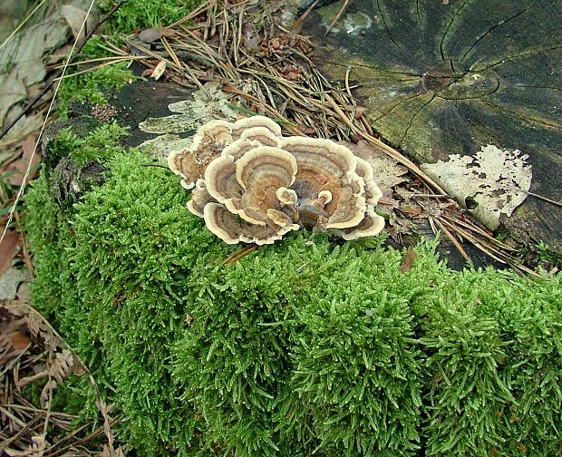 trúdnikovec pestrý Trametes versicolor (L.) Lloyd