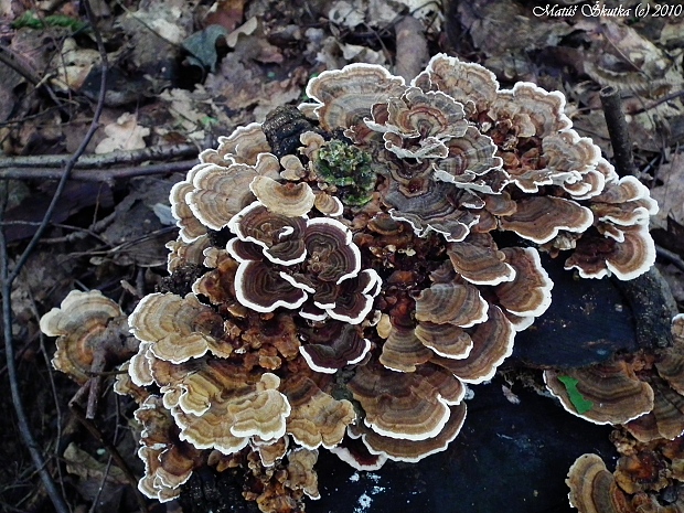 trúdnikovec pestrý Trametes versicolor (L.) Lloyd