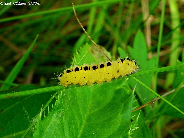 vretienka obyčajná Zygaena filipendulae