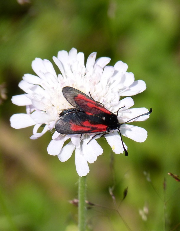 vretienka dúškova Zygaena purpuralis