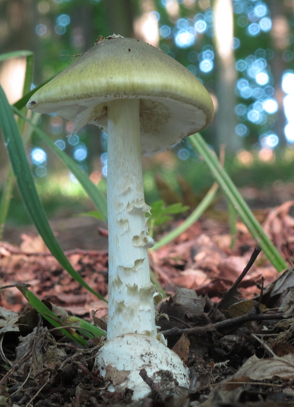 muchotrávka zelená Amanita phalloides (Vaill. ex Fr.) Link