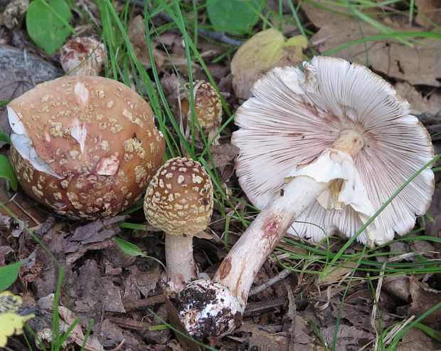 muchotrávka červenkastá Amanita rubescens Pers.