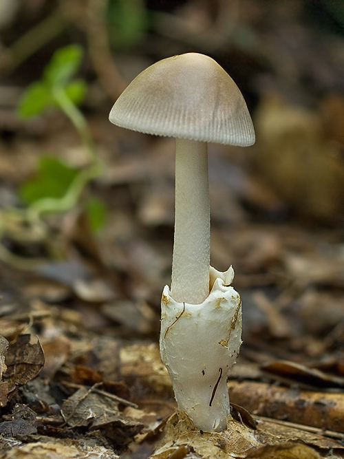 muchotrávka pošvatá Amanita vaginata (Bull.) Lam.