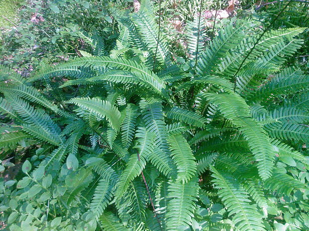 rebrovka rôznolistá Blechnum spicant (L.) Roth