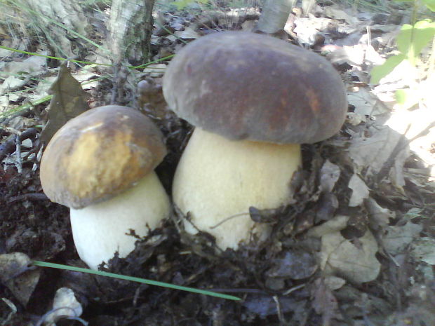 hríb bronzový Boletus aereus Bull. ex Fr.