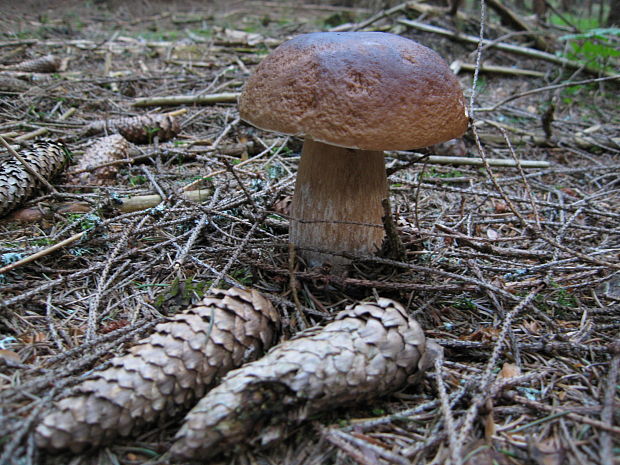 hríb smrekový Boletus edulis Bull.