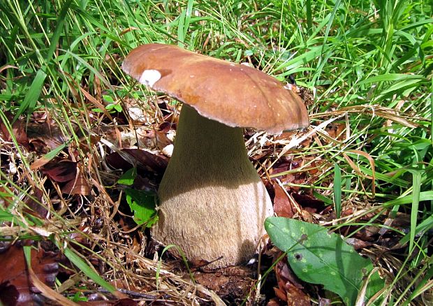 hríb smrekový Boletus edulis Bull.