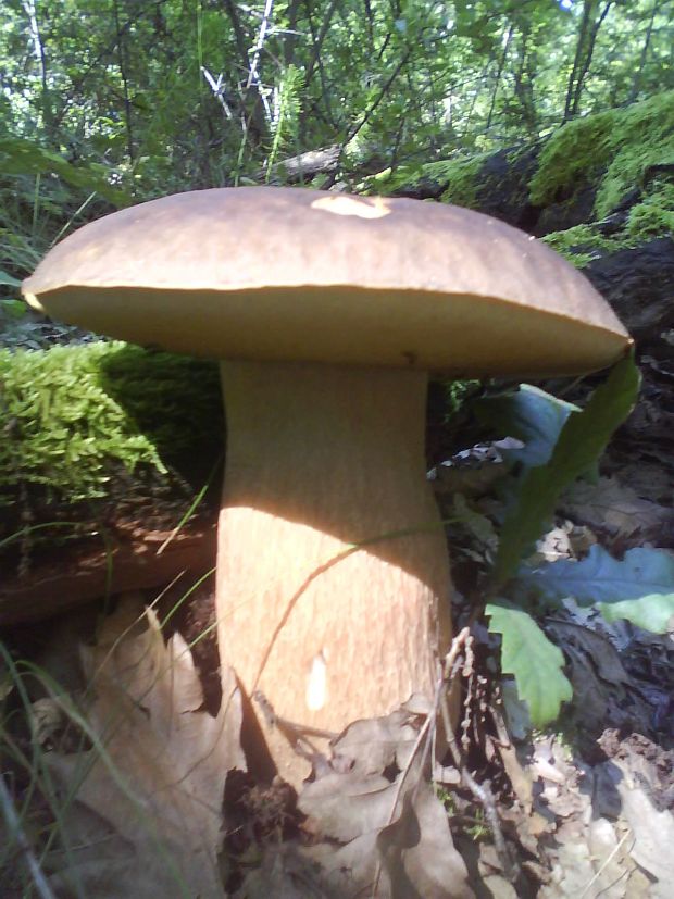 hríb dubový Boletus reticulatus Schaeff.