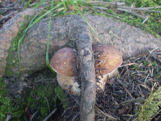 hríb dubový Boletus reticulatus Schaeff.