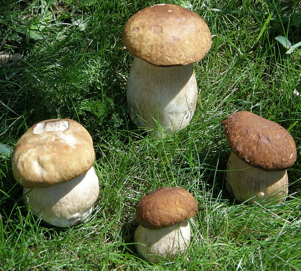 hríb dubový Boletus reticulatus Schaeff.