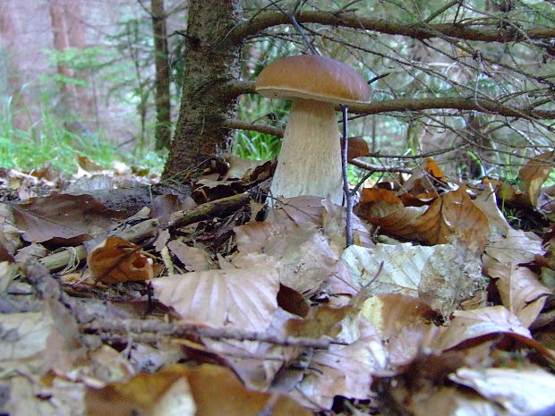 hríb dubový Boletus reticulatus Schaeff.