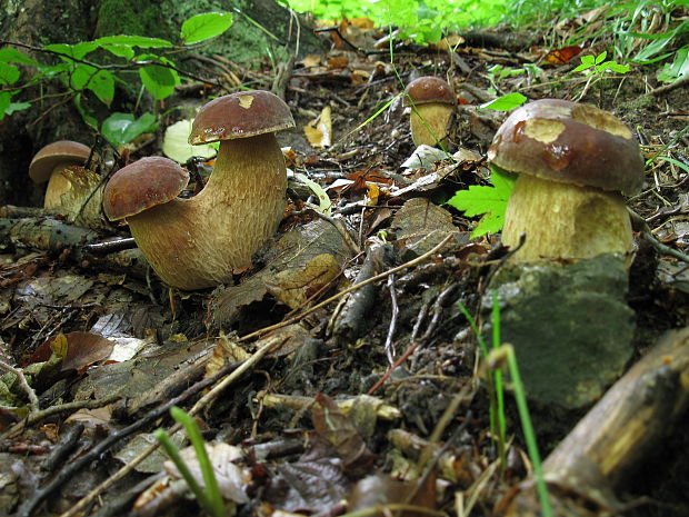 hríb dubový Boletus reticulatus Schaeff.