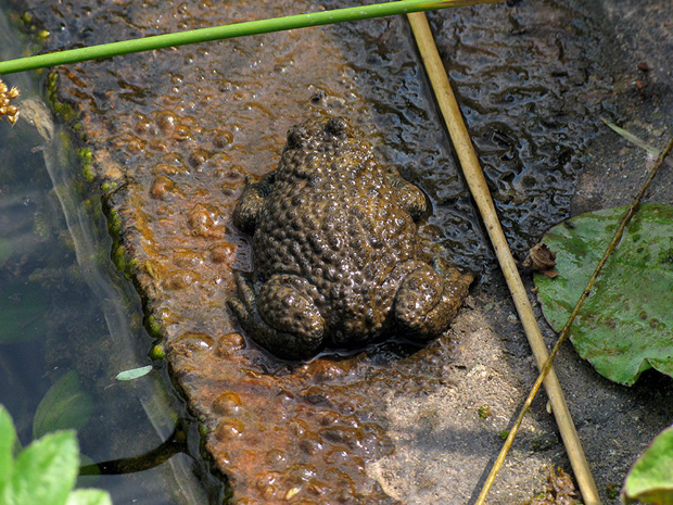 kunka žltobruchá Bombina variegata