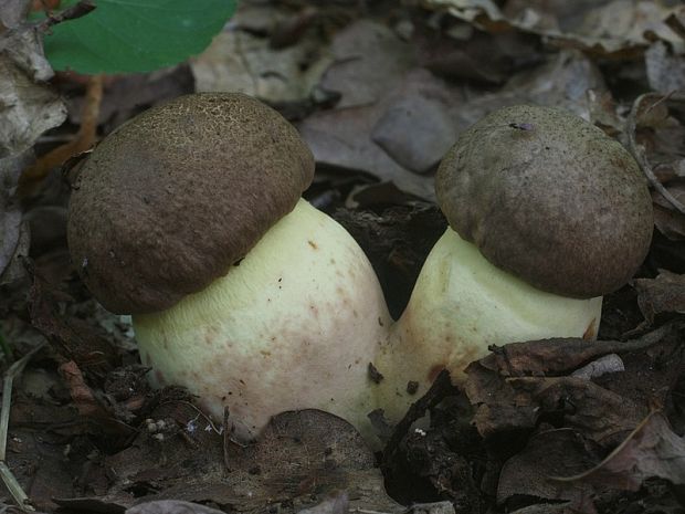 hríb príveskatý Butyriboletus appendiculatus (Schaeff. ex Fr.) Secr.