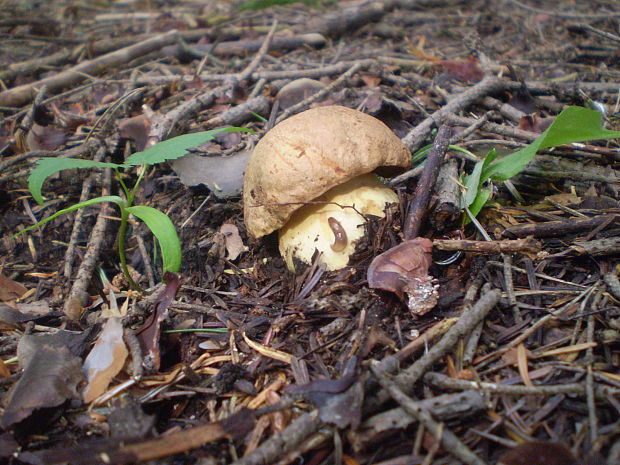 hríb horský Butyriboletus subappendiculatus (Dermek, Lazebn. & J. Veselský) D. Arora & J.L. Frank