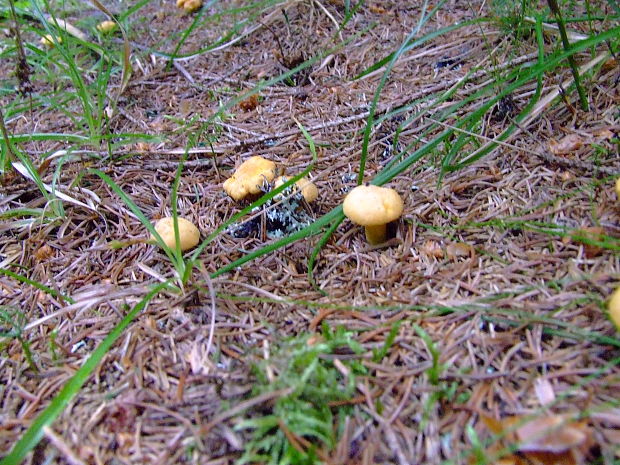 kuriatko jedlé Cantharellus cibarius Fr.