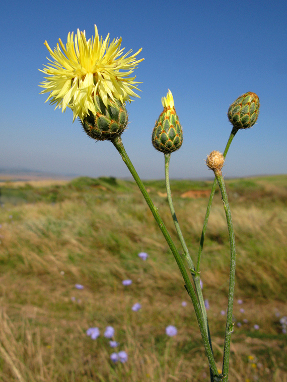 nevädzník Centaurea salonitana Vis.