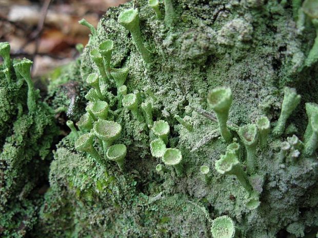 dutohlávka pohárikovitá Cladonia pyxidata (L.) Hoffm.