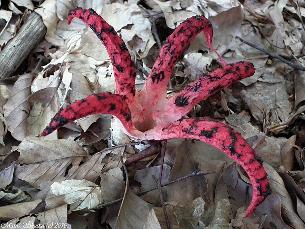 mrežovka kvetovitá Clathrus archeri (Berk.) Dring