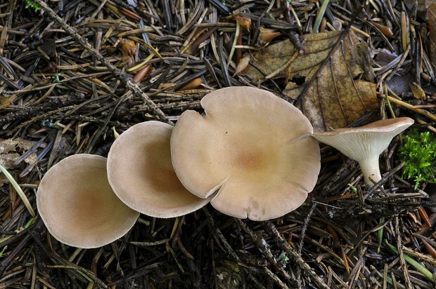 strmuľka lievikovitá Clitocybe gibba (Pers.) P. Kumm.