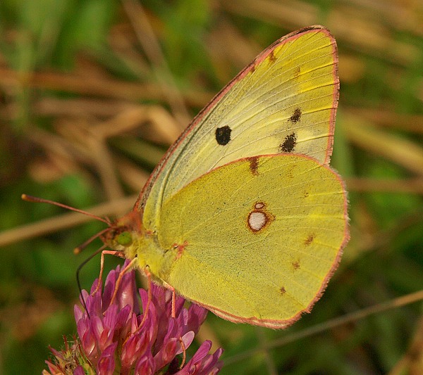 žltáčik Colias sp.