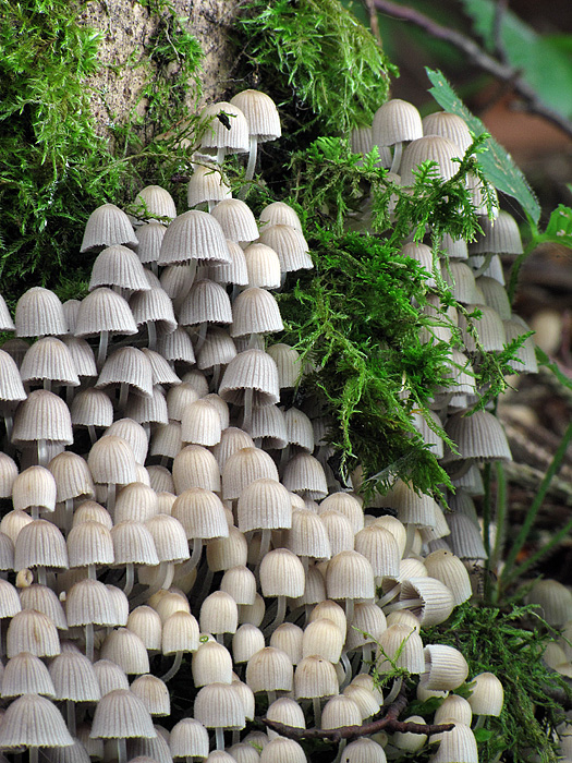 hnojník rozsiaty Coprinellus disseminatus (Pers.) J.E. Lange