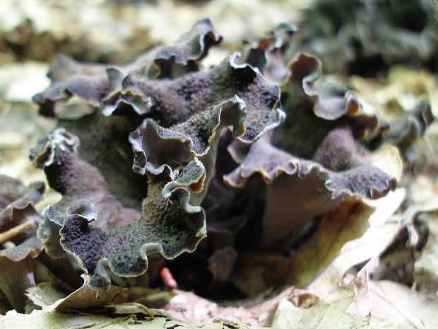 lievik trúbkovitý Craterellus cornucopioides (L.) Pers.