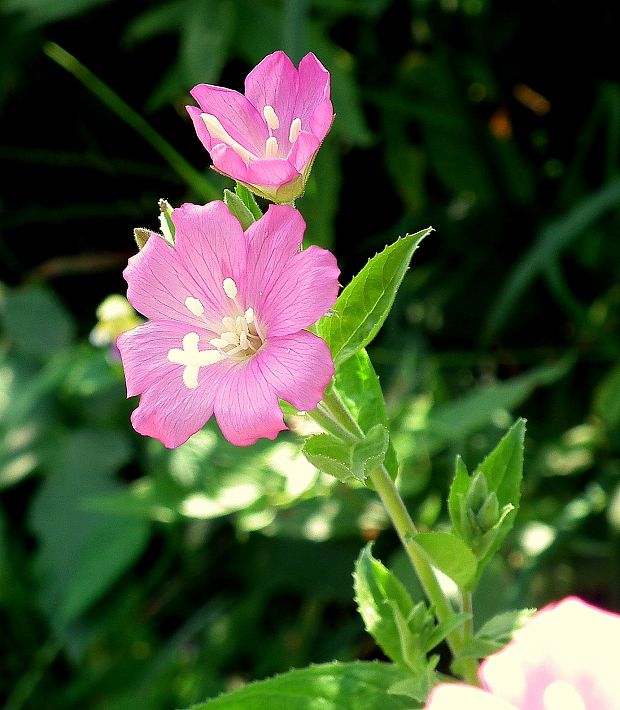 vŕbovka chlpatá Epilobium hirsutum L.