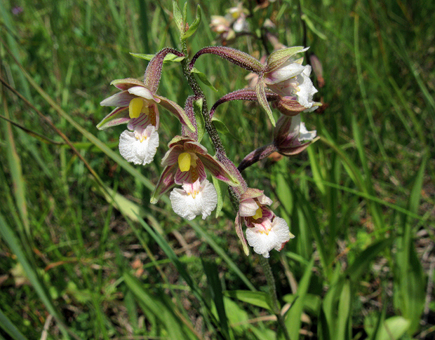 kruštík močiarny Epipactis palustris (L.) Crantz