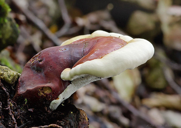 lesklokôrovka obyčajná Ganoderma lucidum (Curtis) P. Karst.