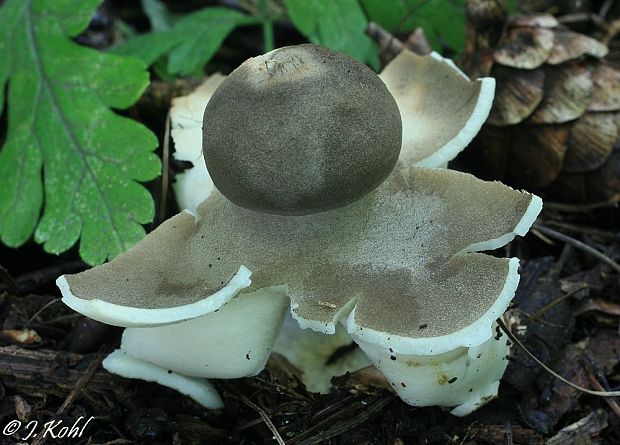 hviezdovka klenbová Geastrum fornicatum (Huds.) Hook.