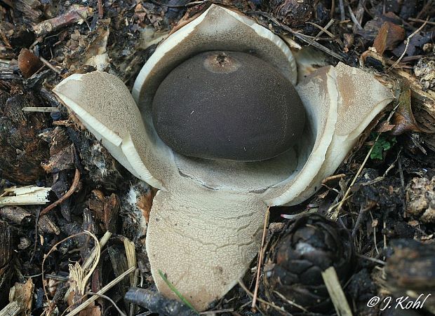 hviezdovka klenbová Geastrum fornicatum (Huds.) Hook.